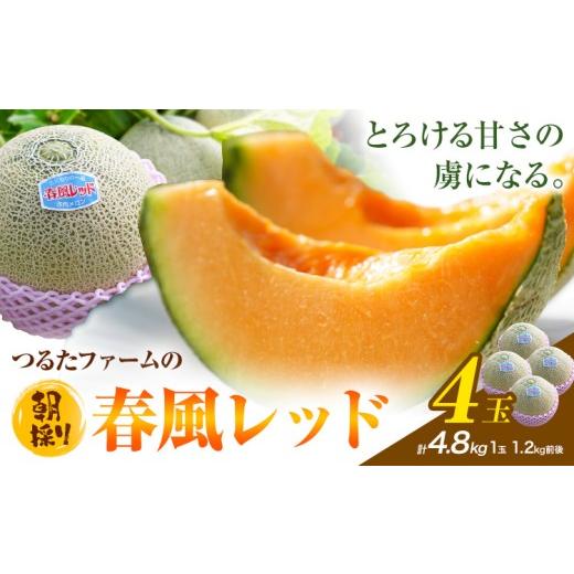 ふるさと納税 メロン メロン赤肉 熊本県 菊池市 つるたファームの 朝採り 春風レッド メロン 1.2kg前後 4玉 株式会社七城の恵み[4月下旬-5月上旬に出荷予定]…