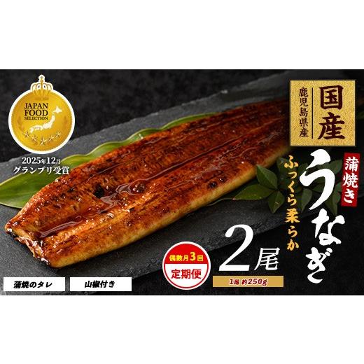 ふるさと納税 うなぎ 鹿児島県 指宿市 全3回定期便・偶数月お届け 鹿児島県産 うなぎ 蒲焼 じっくり焼き約250g×2尾(大新/IBZ021-002) 鰻 蒲焼 国産 丑の日…