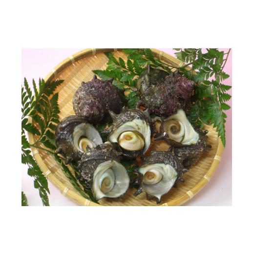 ふるさと納税 サザエ 千葉県 御宿町 B205 活サザエ