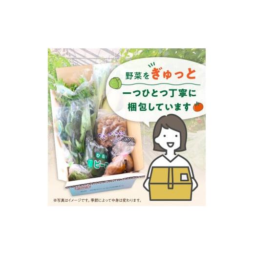 ふるさと納税 セット・詰合せ 和歌山県 御坊市  定期便 旬の新鮮野菜セットたっぷり8種以上　6か月_4