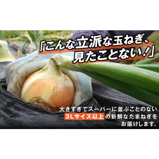 ふるさと納税 野菜類 玉ねぎ 愛知県 田原市 がんこ玉ねぎ 10kgの画像
