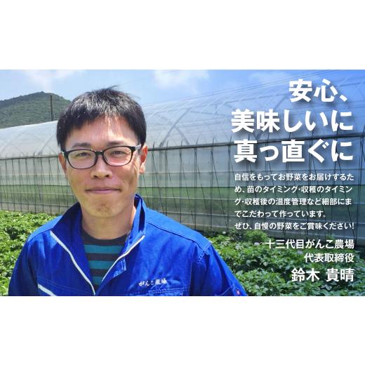 ふるさと納税 野菜類 玉ねぎ 愛知県 田原市 がんこ玉ねぎ 10kgの画像