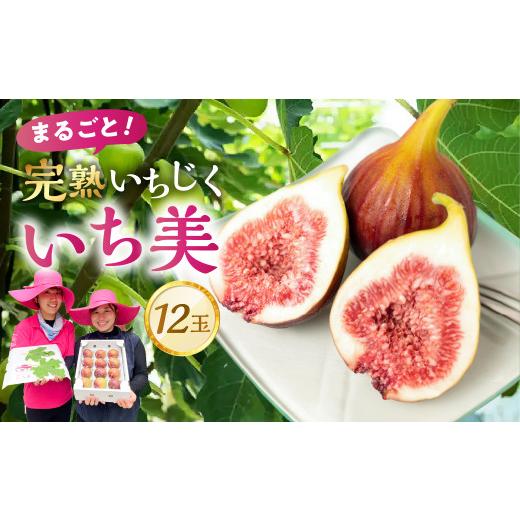 ふるさと納税 いちじく 愛知県 田原市 完熟いちじく 12玉 セット [ いち美 ] 先行予約 2026年8月中発送 選べる発送時期:8月中発送
