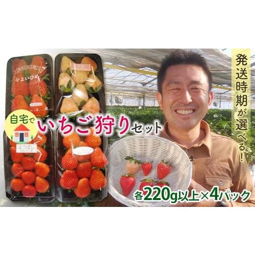 ふるさと納税 いちご 群馬県 富岡市 自宅でいちご狩りセット 淡雪・赤い苺3種類 2026年1月4日〜3月31日発送 (各220g以上×4パック) 群馬県産 オリジナル品種 …