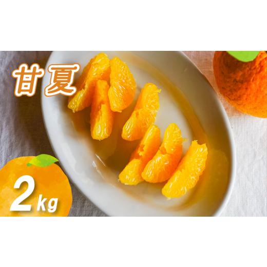 ふるさと納税 果物類 みかん 愛媛県 松山市 2026年2月下旬より発送 農薬不使用 甘夏 2kg 2kg ¥5,000