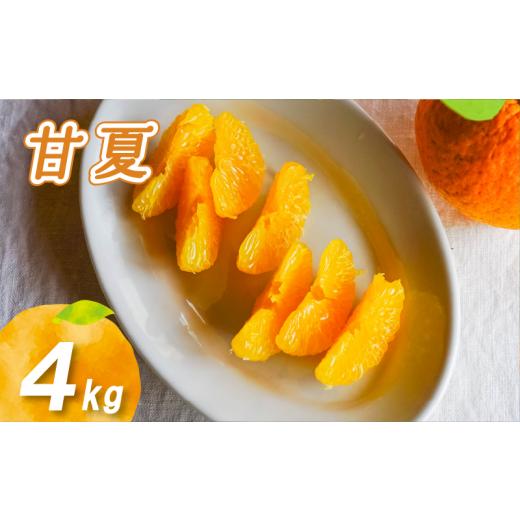 ふるさと納税 果物類 みかん 愛媛県 松山市 2026年2月下旬より発送 農薬不使用 甘夏 4kg 4kg ¥6,000