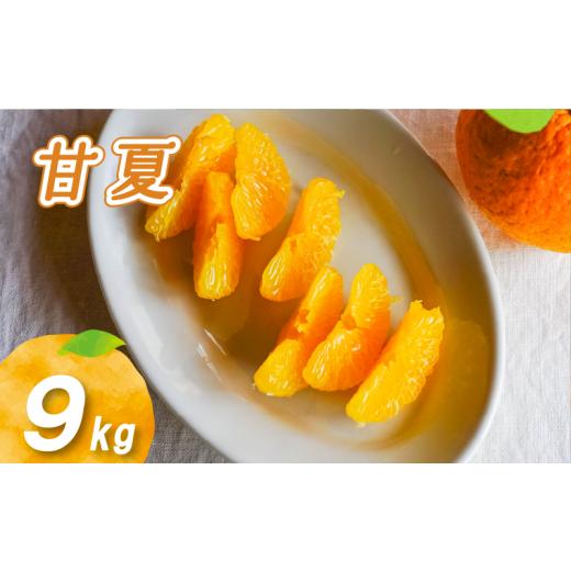 ふるさと納税 果物類 みかん 愛媛県 松山市 2026年2月下旬より発送 農薬不使用 甘夏 9kg 9kg ¥10,000