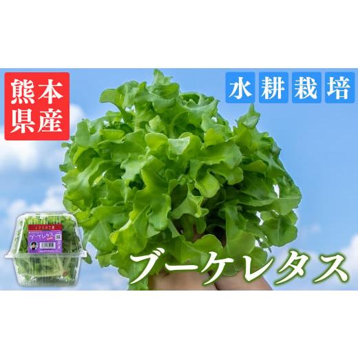 ふるさと納税 野菜類 熊本県 あさぎり町 ブーケレタス 6パック 約660g(110g×6p)×1回 熊本県産 水耕栽培 選べる 内容量 定期便 6パック×1回