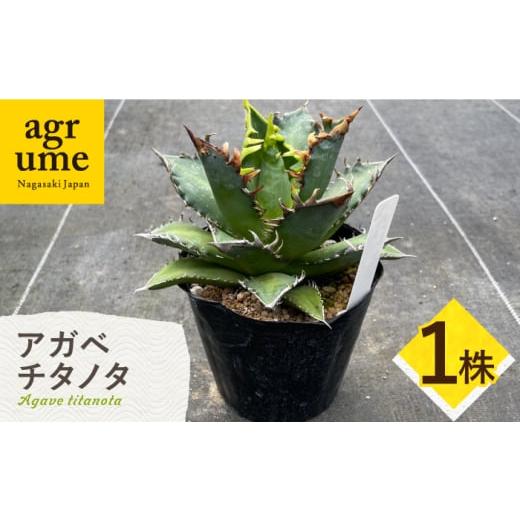ふるさと納税 雑貨・日用品 苗木 長崎県 長与町 Agave titanota アガベ チタノタ 1株 長与町/アグリューム
