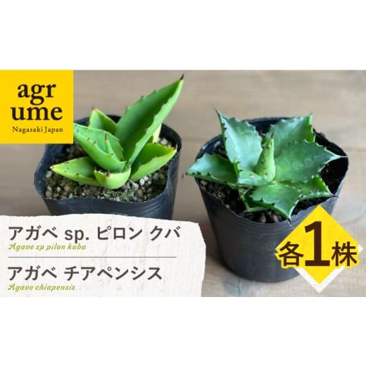 ふるさと納税 雑貨・日用品 苗木 長崎県 長与町 アガベ sp. ピロン クバ &amp; アガベ チアペンシス 各1株 Agave sp pilon kuba &amp; Agave chiapensis 長与…