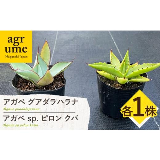 ふるさと納税 雑貨・日用品 苗木 長崎県 長与町 アガベ グアダラハラナ &amp; アガベ sp. ピロン クバ 各1株 Agave guadalajarana &amp; Agave sp pilon kuba …