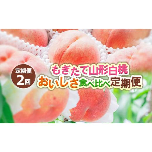 ふるさと納税 もも 山形県 山形市 定期便2回 もぎたて山形白桃 おいしさ食べ比べ定期便 令和8年産先行予約 FS24-724 くだもの 果物 フルーツ 山形 山形県 山…