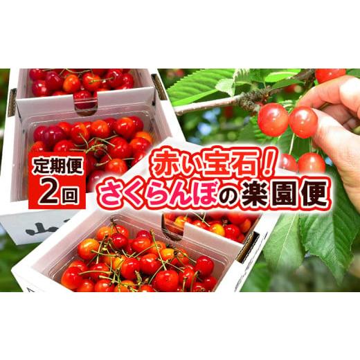 ふるさと納税 果物類 さくらんぼ 山形県 山形市 定期便2回 赤い宝石 さくらんぼの楽園便 令和8年産先行予約 FS25-625 くだもの 果物 フルーツ 山形 山形県 山…