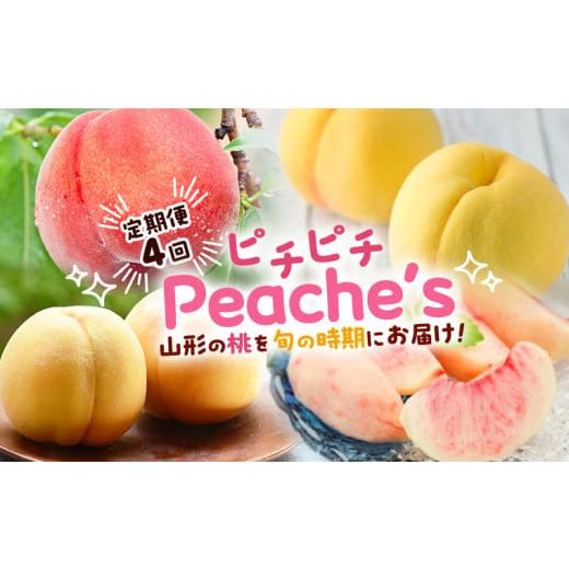 ふるさと納税 もも 山形県 山形市 定期便4回 ピチピチPeache's 令和8年産先行予約 FS24-742 くだもの 果物 フルーツ 山形 山形県 山形市 2026年産