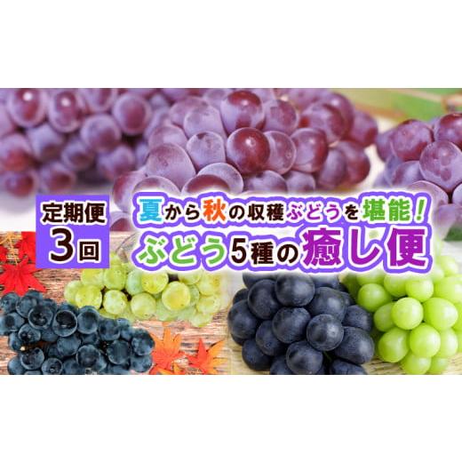 ふるさと納税 果物類 ぶどう 山形県 山形市 定期便3回 ぶどう5種の癒し便 令和8年産先行予約 FS24-791 くだもの 果物 フルーツ 山形 山形県 山形市 2026年産