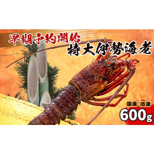 ふるさと納税 エビ 伊勢エビ 高知県 須崎市 通常配送 特大 伊勢海老 1匹 600g 〜 以上 冷凍 ( 特大サイズ 急速冷凍 えび エビ 高級 鮮魚 海鮮 魚介 刺身 焼き…
