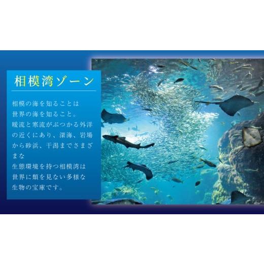 ふるさと納税 入場券・優待券 神奈川県 藤沢市 観光 水族館 新江ノ島水族館 チケット 前売 入場券 大人 2枚 チケット イルカショー 利用券 引換券 券 体験チケ…_2