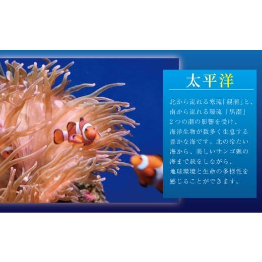 ふるさと納税 入場券・優待券 神奈川県 藤沢市 観光 水族館 新江ノ島水族館 チケット 前売 入場券 大人 2枚 チケット イルカショー 利用券 引換券 券 体験チケ…_3
