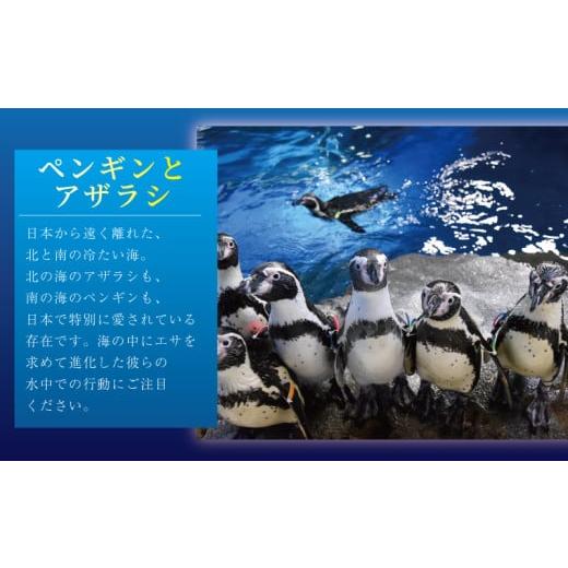 ふるさと納税 入場券・優待券 神奈川県 藤沢市 観光 水族館 新江ノ島水族館 チケット 前売 入場券 大人 2枚 チケット イルカショー 利用券 引換券 券 体験チケ…_4