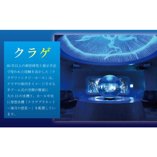 ふるさと納税 入場券・優待券 神奈川県 藤沢市 観光 水族館 新江ノ島水族館 チケット 前売 入場券 大人 2枚 チケット イルカショー 利用券 引換券 券 体験チケ…_6