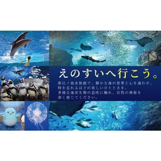 ふるさと納税 入場券・優待券 神奈川県 藤沢市 観光 水族館 新江ノ島水族館 チケット 前売 入場券 大人 2枚 チケット イルカショー 利用券 引換券 券 体験チケ…_7