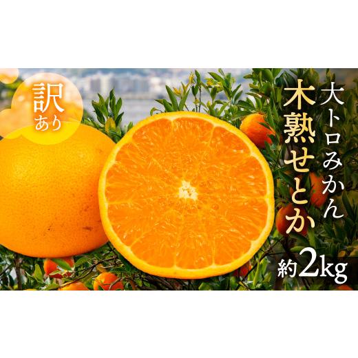 ふるさと納税 果物類 みかん 愛知県 豊橋市 すぐにお届け 大トロみかん『木熟せとか』家庭用 バラ詰め 約2kg マルカワ園芸