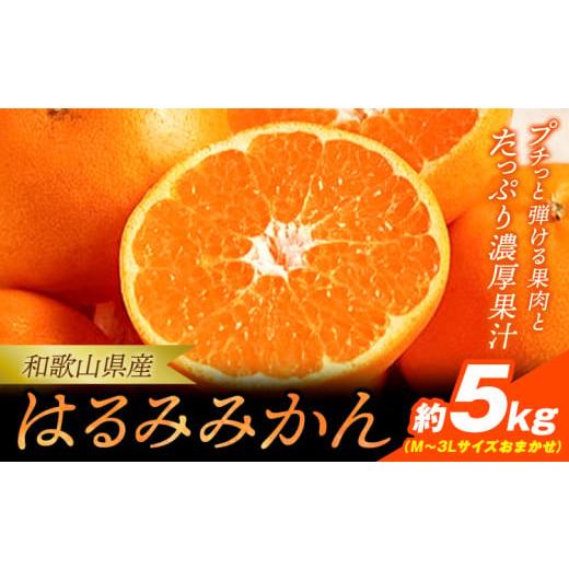 ふるさと納税 果物類 みかん 和歌山県 紀の川市 みかん 濃厚秀品 和歌山産はるみ 約5kg (M〜3Lサイズおまかせ) 紀の川市厳選館[2月中旬-4月中旬頃出荷] 和歌…