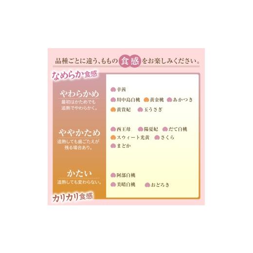 ふるさと納税 もも 山形県 天童市 08-03-020 旬の採れたて桃4.5kgの画像