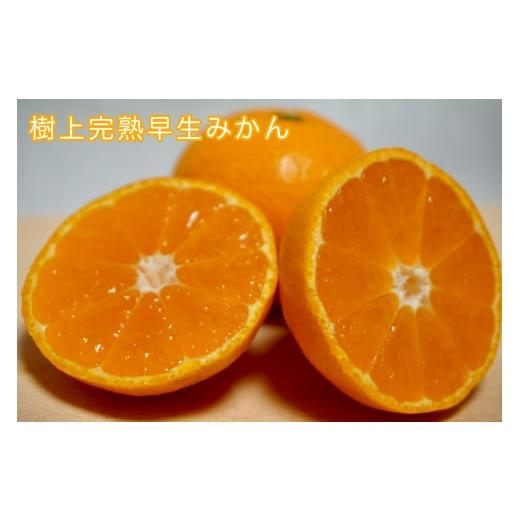 ふるさと納税 果物類 みかん 和歌山県 海南市 樹上完熟早生みかん 約3kg SS〜Lいずれか 山下農園