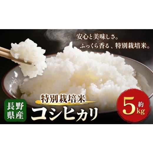 ふるさと納税 米 コシヒカリ 長野県 木島平村 木島平産 特別栽培米 コシヒカリ 約5kg | 米 こしひかり コシヒカリ 定番 品種 特別栽培 寒暖差 木島平村 長野県…