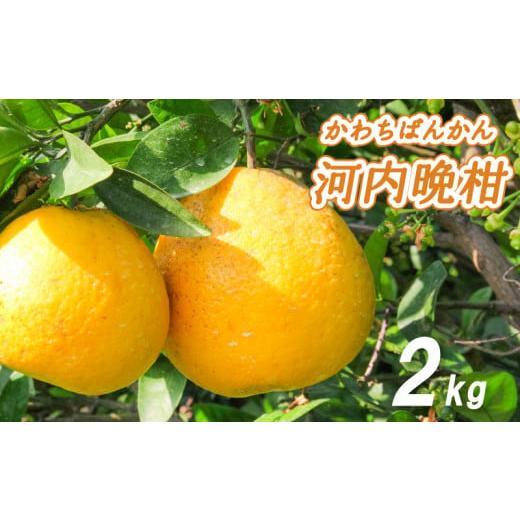 ふるさと納税 果物類 みかん 愛媛県 松山市 2026年4月中旬より発送 低農薬栽培 河内晩柑 2kg 2kg 常温配送 ¥5,000
