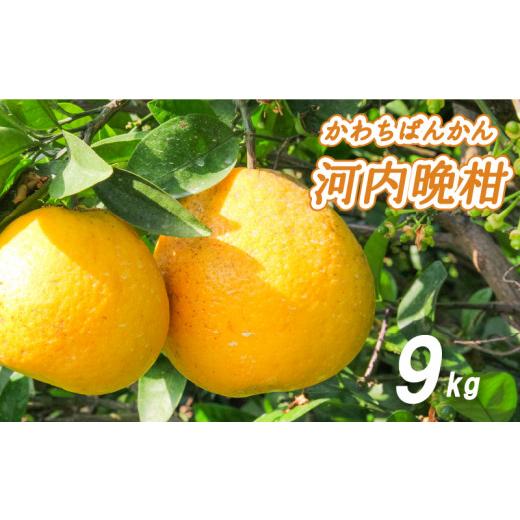 ふるさと納税 果物類 みかん 愛媛県 松山市 2026年4月中旬より発送 低農薬栽培 河内晩柑 9kg 9kg 常温配送 ¥13,000