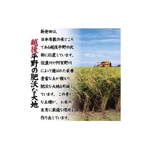ふるさと納税 米 ミルキークイーン 新潟県 新発田市  最短7日発送 令和7年産 ミルキークイーン 20kg ご飯 備蓄 コシヒカリ こしひかり 突然変異種 コメ お米 …の画像