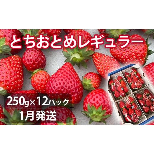 ふるさと納税 いちご 茨城県 鉾田市 1月発送 いちご とちおとめレギュラー 250g×12パック 苺 イチゴ とちおとめ 選べる 発送月 発送回数 個数 いちご「とち…