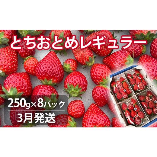 ふるさと納税 いちご 茨城県 鉾田市 3月発送 いちご とちおとめレギュラー 250g×8パック 苺 イチゴ とちおとめ 選べる 発送月 発送回数 個数 いちご「とちお…