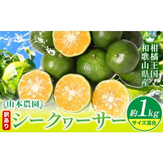 ふるさと納税 みかん・柑橘類 和歌山県 日高川町 先行予約 シークヮーサー訳あり 和歌山県産 シークヮーサー 約1kg (サイズ混合) 山本農園 [10月上旬-1月…