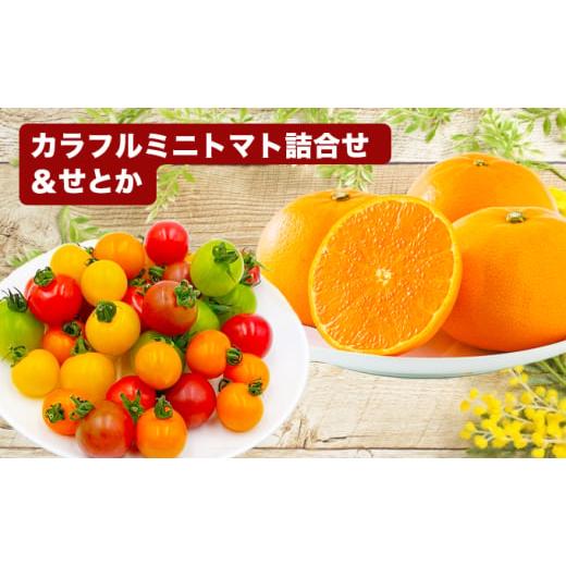ふるさと納税 みかん・柑橘類 愛媛県 東温市 「栗林農園」カラフルミニトマトとせとかのセット  