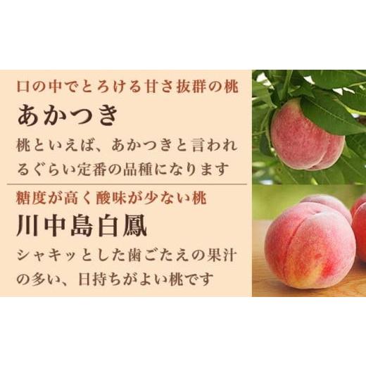 ふるさと納税 もも 長野県 小布施町 旬の白桃 約3kg 6〜13玉 ［小布施屋］ 白桃 桃 もも モモ フルーツ 果物 クール便 冷蔵便 長野県産 信州産 期間限定 数量…の画像
