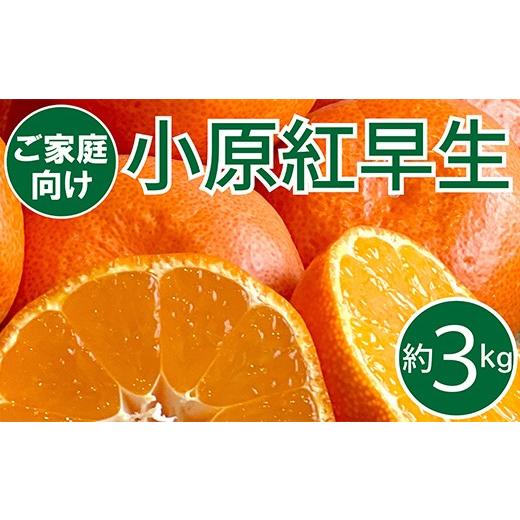 ふるさと納税 果物類 みかん 香川県 宇多津町 ご家庭向け 真っ赤なお蜜柑「小原紅早生」 約3kg