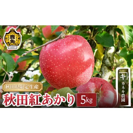 ふるさと納税 りんご 秋田県 鹿角市 秋田県鹿角市 鹿角りんご 秋田紅あかり 5kg(13〜16玉) カネキ農園 ●2025年11月中旬発送開始 食感 果汁 甘い リンゴ 完…