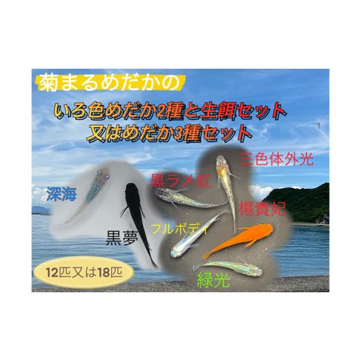 ふるさと納税 生き物 香川県 東かがわ市   2641菊まるめだかの いろ色めだか2種と生餌セット又はめだか3種セット 計12匹又は18匹 メダカ 幼魚〜若…