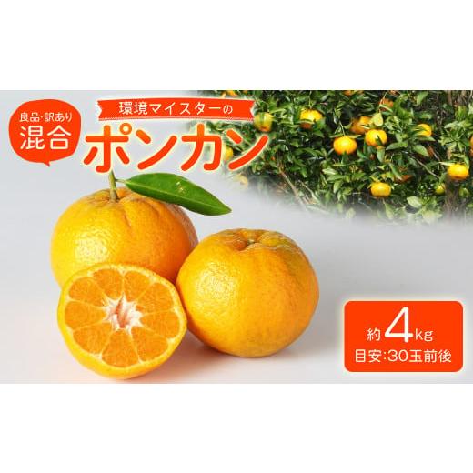 ふるさと納税 みかん・柑橘類 熊本県 水俣市 環境マイスターのポンカン 良品・訳あり混合 4kg (栽培期間中は無肥料・農薬不使用) 果物 くだもの フルーツ ぽ…
