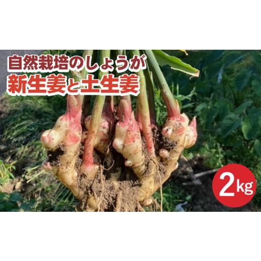 ふるさと納税 野菜類 薬味 京都府 亀岡市 期間限定 自然栽培のしょうが 2kg 新生姜と土生姜 京都 亀岡産 かたもとオーガニックファームよりお届け[生姜 野菜…
