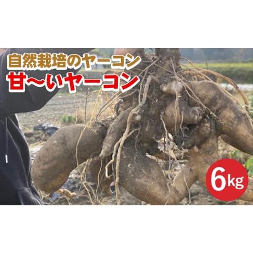ふるさと納税 人参・大根・他根菜 京都府 亀岡市 期間限定 自然栽培の甘〜いヤーコン 6kg 京都 亀岡産 かたもとオーガニックファームよりお届け[野菜 産地直…