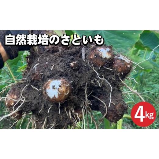 ふるさと納税 野菜類 京都府 亀岡市 期間限定 自然栽培のさといも 4kg 京都 亀岡産 かたもとオーガニックファームよりお届け[里芋 野菜 産地直送 国産 採れ…