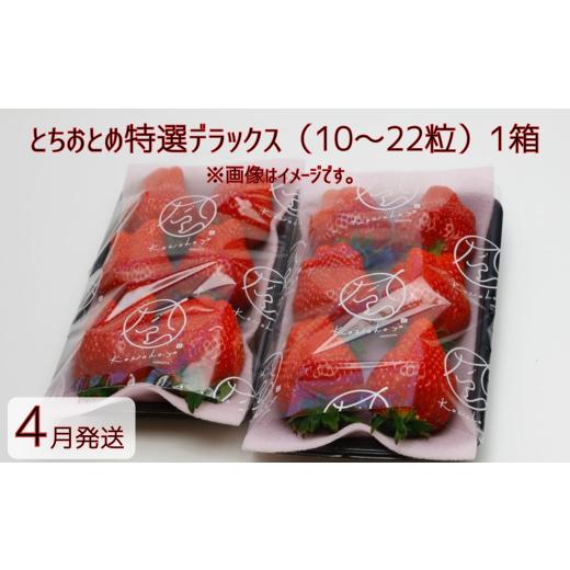 ふるさと納税 いちご 茨城県 鉾田市 4月発送 いちご とちおとめ特選デラックス 10〜22粒×1箱(2パック) 苺 イチゴ とちおとめ 選べる 発送月 発送回数 個…