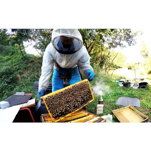 ふるさと納税 加工品等 はちみつ 佐賀県 基山町  6か月定期便 みよしの百花蜜 220g×1本 はちみつ 百花蜜 国産 ハゼの花 ミツバチ 甘み スッキリ トロトロ 1本…の画像
