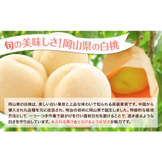 ふるさと納税 もも 岡山県 浅口市 岡山県の旬の白桃 約2kg 花田青果株式会社《6月下旬-8月下旬頃出荷予定(土日祝除く)》岡山県 浅口市 白桃 桃 もも 旬 フルー…_2