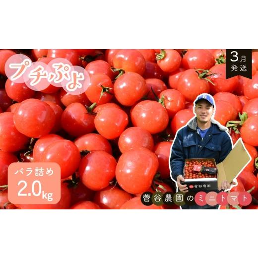 ふるさと納税 トマト ミニトマト 茨城県 鉾田市 ミニトマト(プチぷよ) バラ詰め2.0kg 3月発送 3月発送 プチぷよ バラ詰め / 2kg