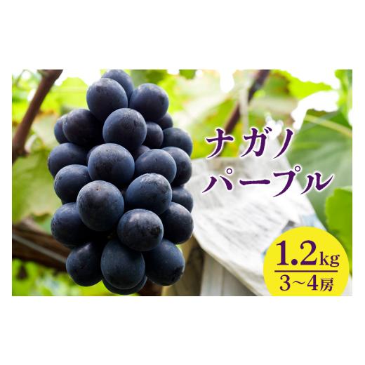 ふるさと納税 ぶどう 巨峰 茨城県 石岡市 2026年 先行予約 ナガノパープル 1.2kg 開田ぶどう園 3房 〜 4房 ぶどう ブドウ 国産 果物 くだもの 葡萄 フルーツ …